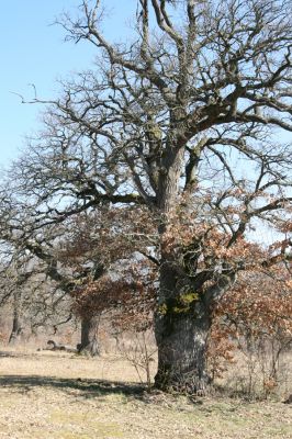 Dobrá Niva, 14.3.2014
Gavurky, starý pastevní les. Jižní část.
Klíčová slova: Dobrá Niva Gavurky Ampedus cardinalis hjorti Brachygonus dubius Lacon querceus