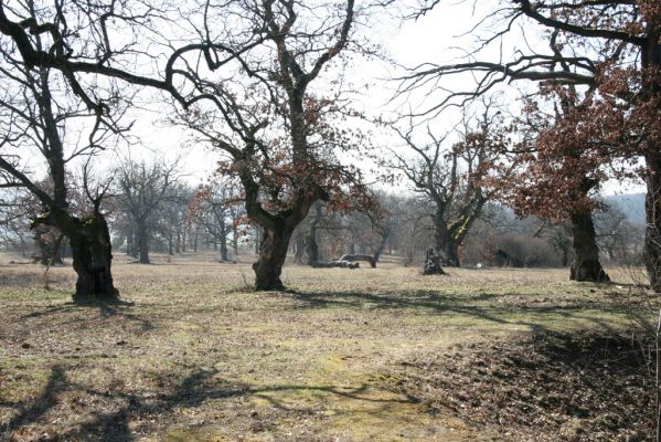 Dobrá Niva, 14.3.2014
Gavurky, starý pastevní les. Jižní část.
Klíčová slova: Dobrá Niva Gavurky