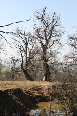 Dobrá Niva, 14.3.2014
Gavurky, starý pastevní les. Jižní část.
Klíčová slova: Dobrá Niva Gavurky