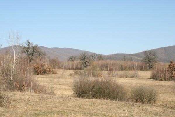 Dobrá Niva, 14.3.2014
Gavurky, starý pastevní les. Centrální část, zarůstající východní svah.
Klíčová slova: Dobrá Niva Gavurky