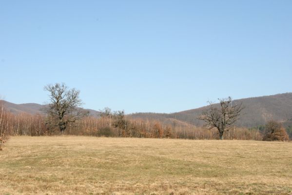 Dobrá Niva, 14.3.2014
Gavurky, starý pastevní les. Centrální část, zarůstající východní svah. V pozadí Javorie.
Klíčová slova: Dobrá Niva Gavurky