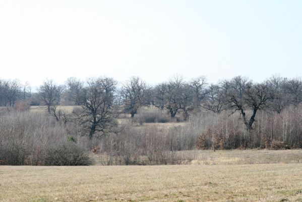 Dobrá Niva, 14.3.2014
Gavurky, starý pastevní les. Centrální část, zarůstající východní svah.
Klíčová slova: Dobrá Niva Gavurky
