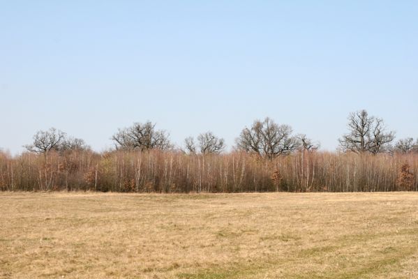 Dobrá Niva, 14.3.2014
Gavurky, starý pastevní les. Centrální část, zarůstající východní svah.
Klíčová slova: Dobrá Niva Gavurky