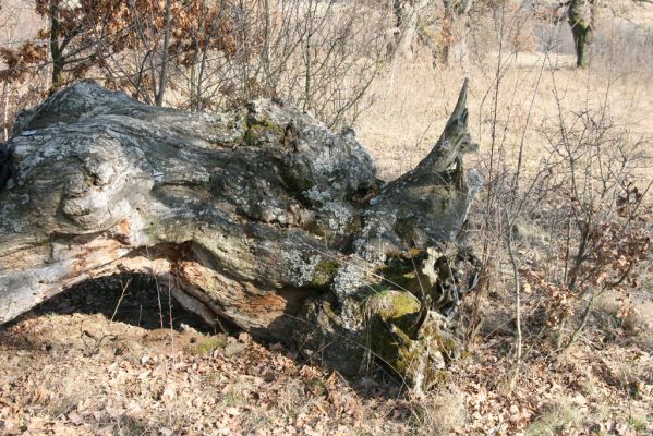 Dobrá Niva, 14.3.2014
Gavurky, starý pastevní les. Jižní část.
Klíčová slova: Dobrá Niva Gavurky Ampedus cinnabarinus Menephilus cylindricus