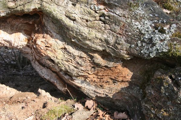 Dobrá Niva, 14.3.2014
Gavurky, starý pastevní les. Jižní část.
Klíčová slova: Dobrá Niva Gavurky Menephilus cylindricus