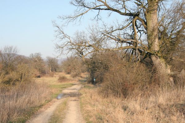 Dobrá Niva, 14.3.2014
Gavurky, starý pastevní les. Jižní část.
Klíčová slova: Dobrá Niva Gavurky Ampedus hjorti