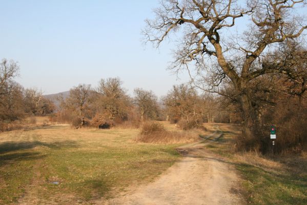 Dobrá Niva, 14.3.2014
Gavurky, starý pastevní les. Jižní část.
Klíčová slova: Dobrá Niva Gavurky