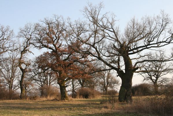 Dobrá Niva, 14.3.2014
Gavurky, starý pastevní les. Jižní část.
Klíčová slova: Dobrá Niva Gavurky Ampedus cardinalis hjorti Brachygonus dubius Lacon querceus
