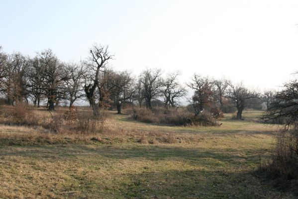 Dobrá Niva, 14.3.2014
Gavurky, starý pastevní les. Jižní část.
Klíčová slova: Dobrá Niva Gavurky