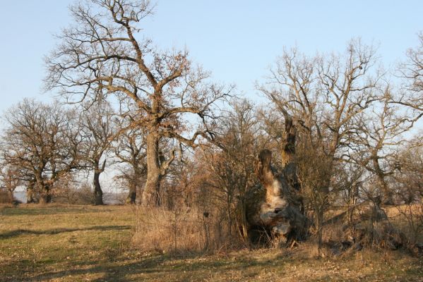 Dobrá Niva, 14.3.2014
Gavurky, starý pastevní les. Jižní část.
Klíčová slova: Dobrá Niva Gavurky