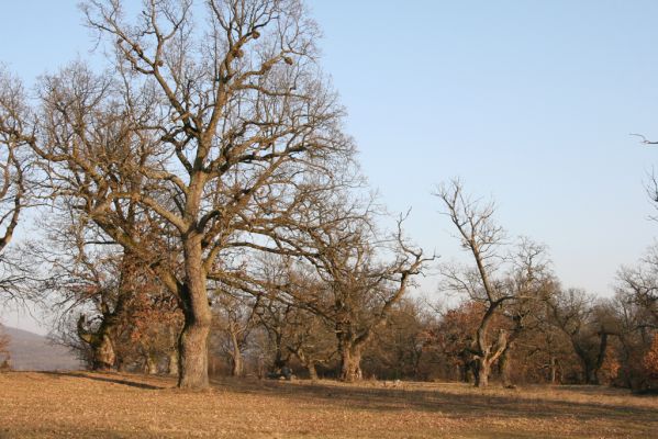 Dobrá Niva, 14.3.2014
Gavurky, starý pastevní les. Jižní část.
Schlüsselwörter: Dobrá Niva Gavurky Ampedus cardinalis hjorti Brachygonus dubius Lacon querceus