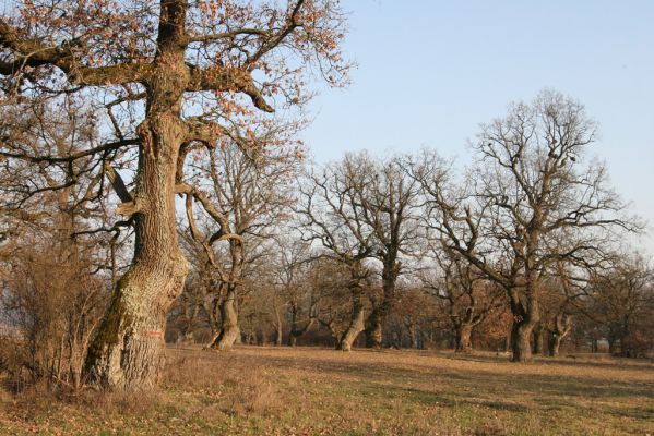 Dobrá Niva, 14.3.2014
Gavurky, starý pastevní les. Jižní část.
Klíčová slova: Dobrá Niva Gavurky Ampedus cardinalis hjorti Brachygonus dubius Lacon querceus