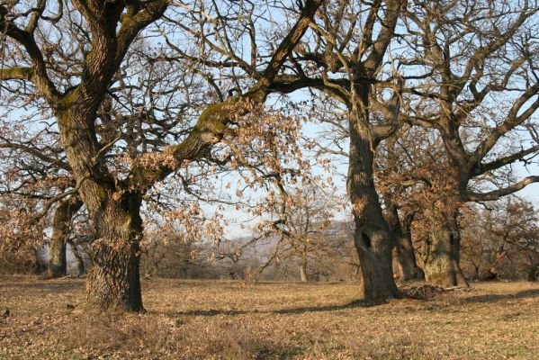 Dobrá Niva, 14.3.2014
Gavurky, starý pastevní les. Jižní část.
Klíčová slova: Dobrá Niva Gavurky