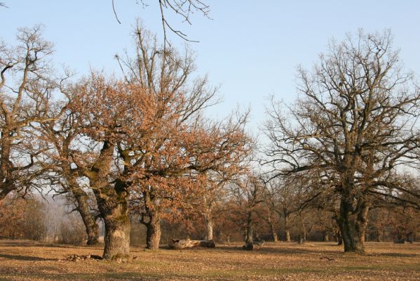 Dobrá Niva, 14.3.2014
Gavurky, starý pastevní les. Jižní část.
Schlüsselwörter: Dobrá Niva Gavurky Ampedus cardinalis Brachygonus dubius Lacon querceus