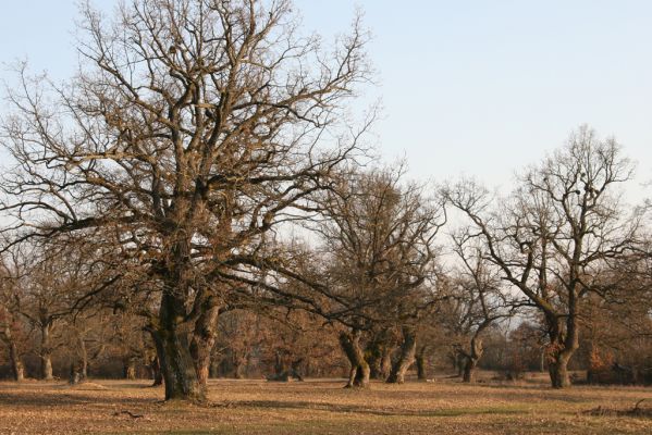 Dobrá Niva, 14.3.2014
Gavurky, starý pastevní les. Jižní část.
Klíčová slova: Dobrá Niva Gavurky