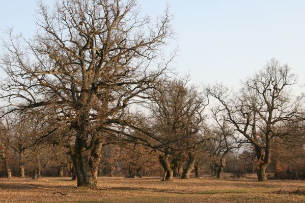 Dobrá Niva, 14.3.2014
Gavurky, starý pastevní les. Jižní část.
Mots-clés: Dobrá Niva Gavurky