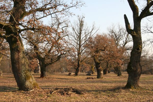 Dobrá Niva, 14.3.2014
Gavurky, starý pastevní les. Jižní část.
Klíčová slova: Dobrá Niva Gavurky Ampedus cardinalis Brachygonus dubius Lacon querceus