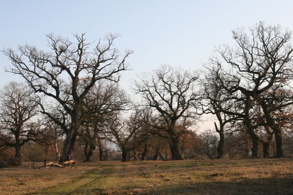 Dobrá Niva, 14.3.2014
Gavurky, starý pastevní les. Jižní část.
Klíčová slova: Dobrá Niva Gavurky