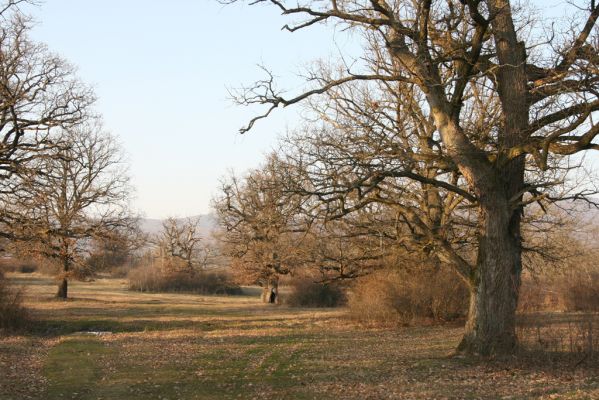 Dobrá Niva, 14.3.2014
Gavurky, starý pastevní les. Jižní část.
Klíčová slova: Dobrá Niva Gavurky