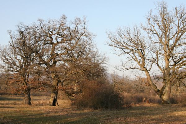 Dobrá Niva, 14.3.2014
Gavurky, starý pastevní les. Centrální část.
Klíčová slova: Dobrá Niva Gavurky