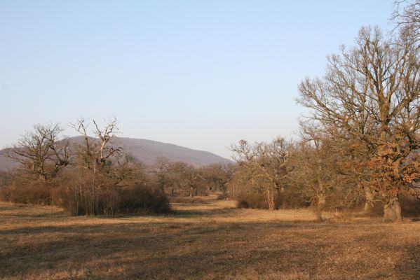 Dobrá Niva, 14.3.2014
Gavurky, starý pastevní les. Centrální část.
Schlüsselwörter: Dobrá Niva Gavurky