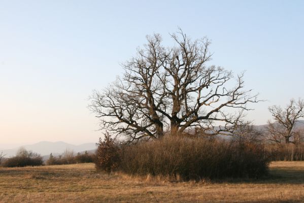 Dobrá Niva, 14.3.2014
Gavurky, starý pastevní les. Centrální část.
Klíčová slova: Dobrá Niva Gavurky