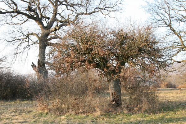 Dobrá Niva, 14.3.2014
Gavurky, starý pastevní les. Centrální část.
Klíčová slova: Dobrá Niva Gavurky