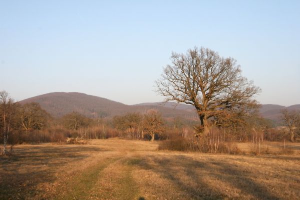 Dobrá Niva, 14.3.2014
Gavurky, starý pastevní les. Centrální část, pohled na Javorie.
Klíčová slova: Dobrá Niva Gavurky