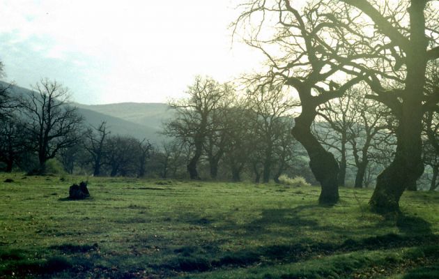 Dobrá Niva, 28.4.2001
Pastevní les Gavurky.



Klíčová slova: Dobrá Niva Gavurky Ampedus cinnabarinus Menephilus cylindricus