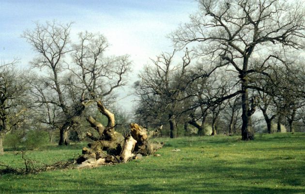 Dobrá Niva, 28.4.2001
Pastevní les Gavurky.
Klíčová slova: Dobrá Niva Gavurky Ampedus cinnabarinus Menephilus cylindricus