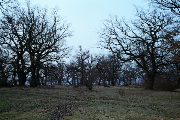 Dobrá Niva, 20.3.2003
Gavurky, starý pastevní les. Jižní část.

Klíčová slova: Dobrá Niva Gavurky