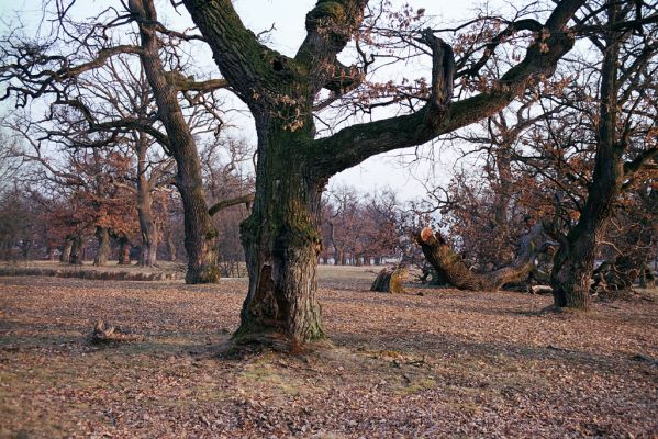 Dobrá Niva, 20.3.2003
Gavurky, starý pastevní les. Jižní část.


Klíčová slova: Dobrá Niva Gavurky Ampedus cardinalis Brachygonus dubius Lacon querceus