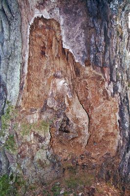 Dobrá Niva, 20.3.2003
Gavurky, starý pastevní les. Jižní část. Trouchnivý dub osídlený kovaříky Lacon querceus.

Klíčová slova: Dobrá Niva Gavurky Lacon querceus