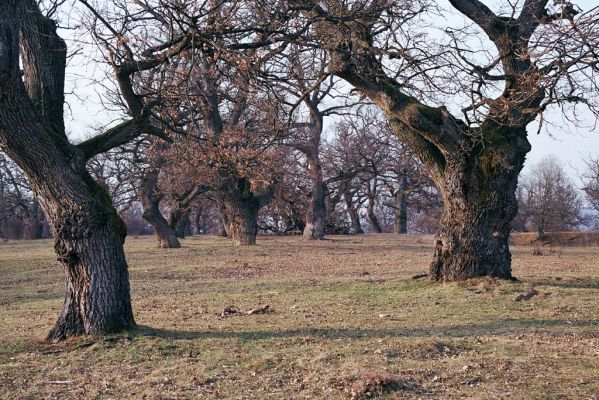 Dobrá Niva, 20.3.2003
Gavurky, starý pastevní les. Jižní část.



Klíčová slova: Dobrá Niva Gavurky Ampedus cardinalis Lacon querceus