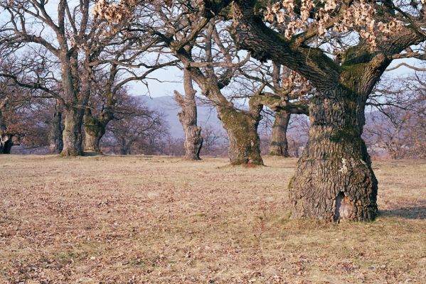 Dobrá Niva, 20.3.2003
Gavurky, starý pastevní les. Jižní část.


Klíčová slova: Dobrá Niva Gavurky Ampedus cardinalis Lacon querceus