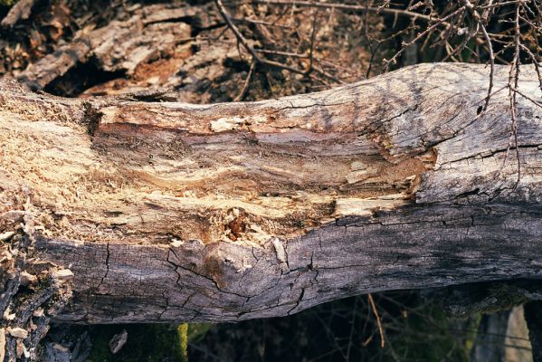Dobrá Niva, 20.3.2003
Gavurky, starý pastevní les. Jižní část. Padlý dub - biotop kovaříka Ampedus cinnabarinus.



Klíčová slova: Dobrá Niva Gavurky Ampedus cinnabarinus Menephilus cylindricus