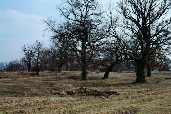 Dobrá Niva, 20.3.2003
Gavurky, starý pastevní les. Centrální část.



Klíčová slova: Dobrá Niva Gavurky