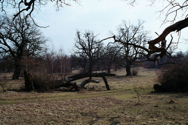 Dobrá Niva, 20.3.2003
Gavurky, starý pastevní les. Centrální část.


Klíčová slova: Dobrá Niva Gavurky