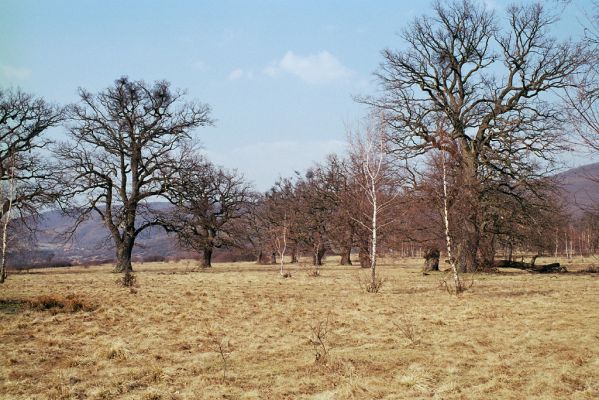 Dobrá Niva, 20.3.2003
Gavurky, starý pastevní les. Centrální část.

Klíčová slova: Dobrá Niva Gavurky