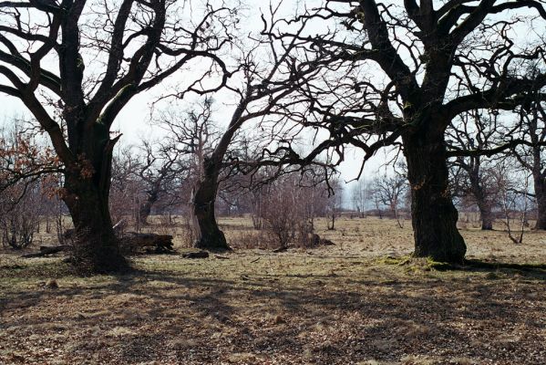 Dobrá Niva, 20.3.2003
Gavurky, starý pastevní les. Centrální část.

Klíčová slova: Dobrá Niva Gavurky