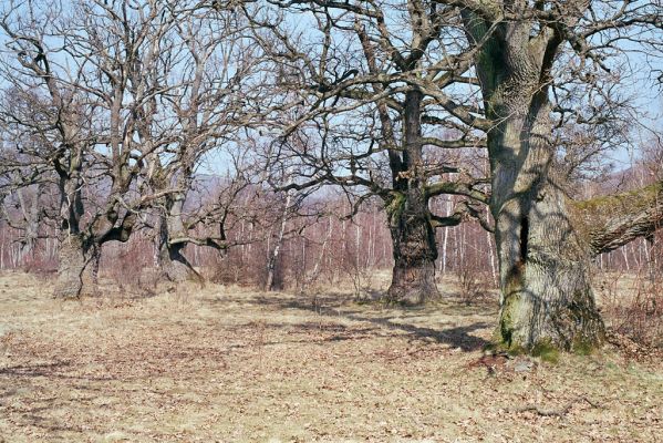 Dobrá Niva, 20.3.2003
Gavurky, starý pastevní les. Centrální část.


Klíčová slova: Dobrá Niva Gavurky