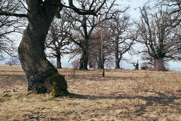 Dobrá Niva, 20.3.2003
Gavurky, starý pastevní les. Centrální část.



Klíčová slova: Dobrá Niva Gavurky