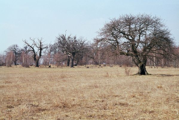 Dobrá Niva, 20.3.2003
Gavurky, starý pastevní les. Centrální část.



Klíčová slova: Dobrá Niva Gavurky