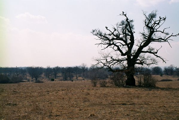 Dobrá Niva, 20.3.2003
Gavurky, starý pastevní les. Centrální část.

Mots-clés: Dobrá Niva Gavurky