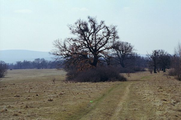Dobrá Niva, 30.3.2003
Gavurky, starý pastevní les. Severní část.



Klíčová slova: Dobrá Niva Gavurky
