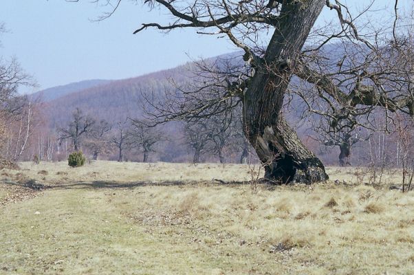 Dobrá Niva, 30.3.2003
Gavurky, starý pastevní les. Severní část.

Klíčová slova: Dobrá Niva Gavurky