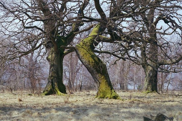 Dobrá Niva, 30.3.2003
Gavurky, starý pastevní les. Centrální část.


Klíčová slova: Dobrá Niva Gavurky