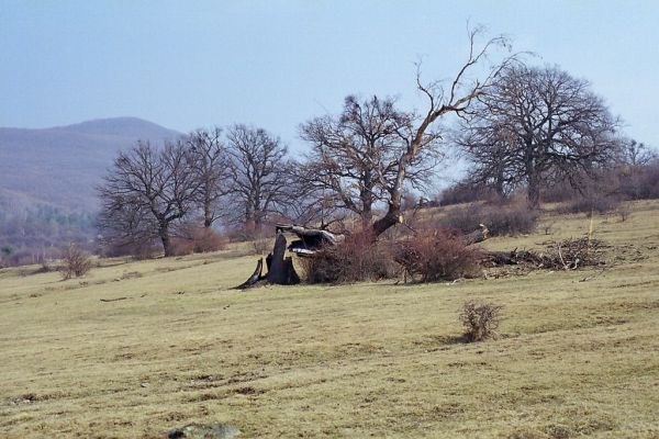 Dobrá Niva, 30.3.2003
Gavurky, starý pastevní les. Centrální část, severozápadní svah.

Klíčová slova: Dobrá Niva Gavurky