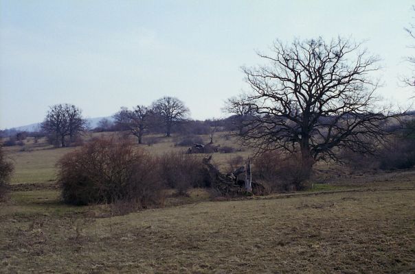 Dobrá Niva, 30.3.2003
Gavurky, starý pastevní les. Centrální část, severozápadní svah. 


Klíčová slova: Dobrá Niva Gavurky