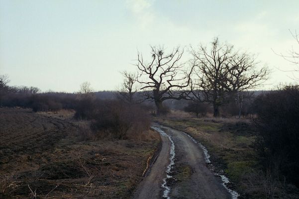 Dobrá Niva, 30.3.2003
Gavurky, cesta okolo bývalého kravína.

Klíčová slova: Dobrá Niva Gavurky